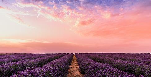 Observatoires régionaux GEN_SCAN : la Région Provence-Alpes-Côte d'Azur
